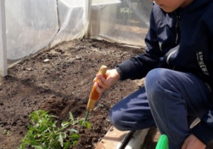 Filip sadzi sadzonkę pomidora